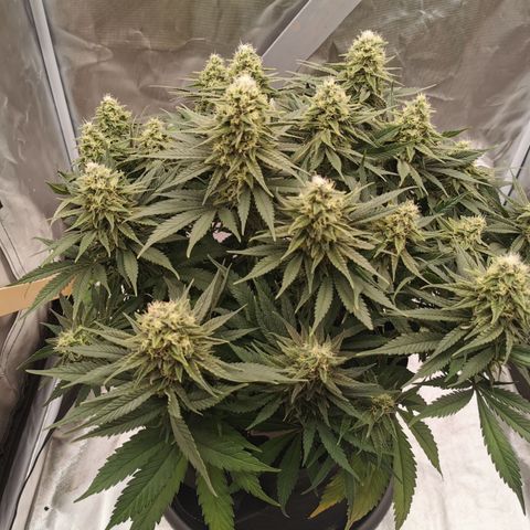 Medical Mass growlog timeline photo