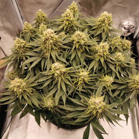 Medical Mass growlog timeline photo