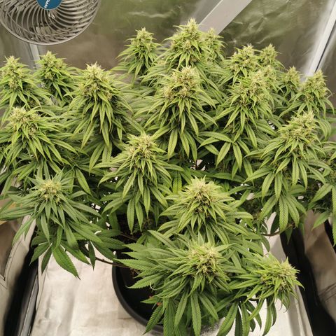 Royal Medic growlog timeline photo