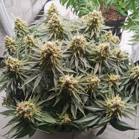 Medical Mass growlog timeline photo