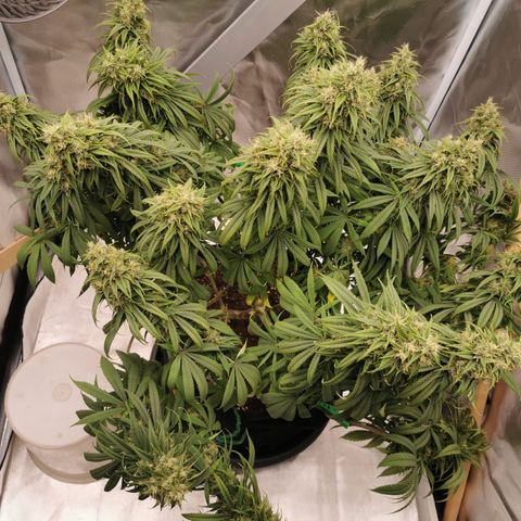 Royal Medic growlog timeline photo