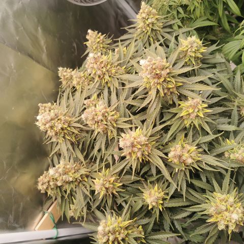 Medical Mass growlog timeline photo