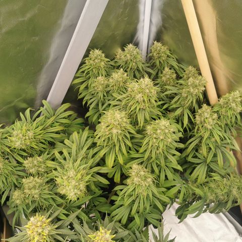 Royal Medic growlog timeline photo
