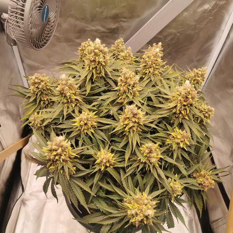 Medical Mass growlog timeline photo