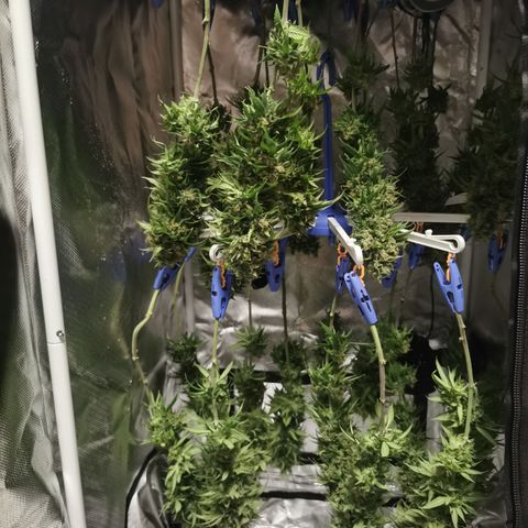 Royal Medic growlog timeline photo