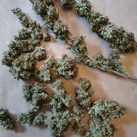Royal Medic growlog timeline photo