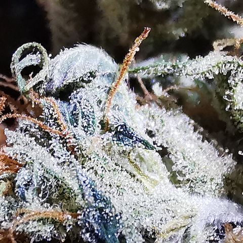 Royal Medic growlog timeline photo
