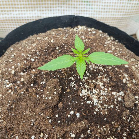 Orion growlog timeline photo