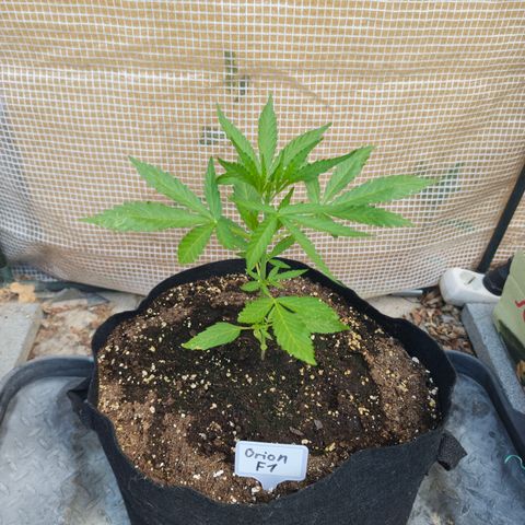 Orion growlog timeline photo