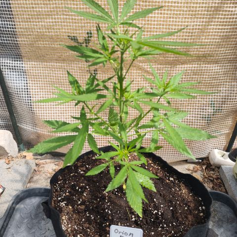 Orion growlog timeline photo