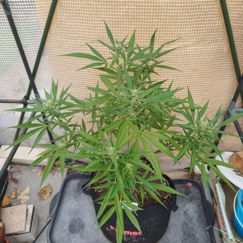 Orion growlog timeline photo