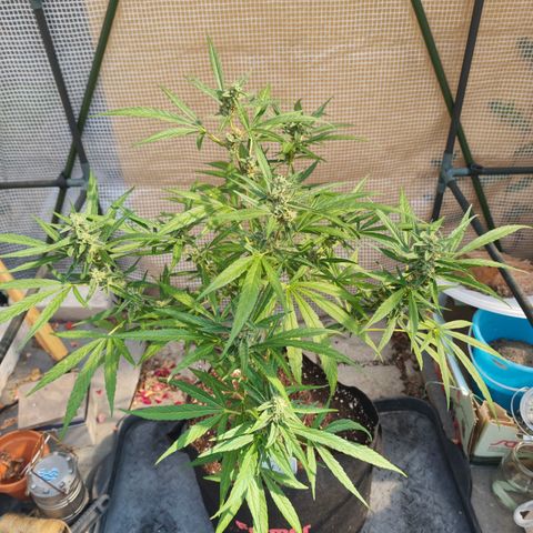 Orion growlog timeline photo