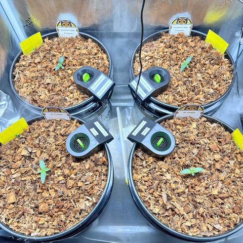 STRAWBERRY MILK & QOOKIES REMIX #3 by Night Owl Seeds growlog timeline photo
