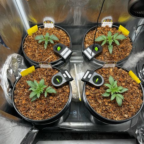 STRAWBERRY MILK & QOOKIES REMIX #3 by Night Owl Seeds growlog photo: Day 13v
