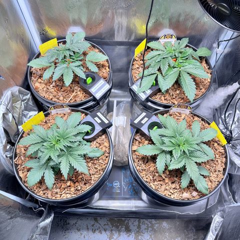 STRAWBERRY MILK & QOOKIES REMIX #3 by Night Owl Seeds growlog photo: Day 19v