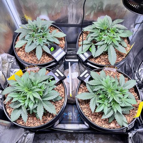 STRAWBERRY MILK & QOOKIES REMIX #3 by Night Owl Seeds growlog photo: Day 21v