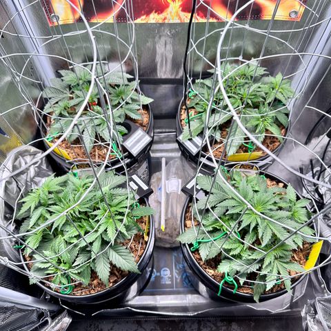 STRAWBERRY MILK & QOOKIES REMIX #3 by Night Owl Seeds growlog photo: Day 23v