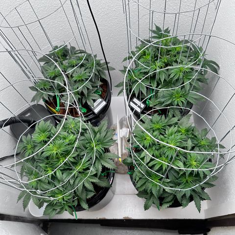 STRAWBERRY MILK & QOOKIES REMIX #3 by Night Owl Seeds growlog photo: Day 29