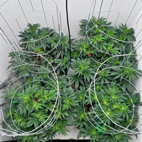 STRAWBERRY MILK & QOOKIES REMIX #3 by Night Owl Seeds growlog photo: Day 35