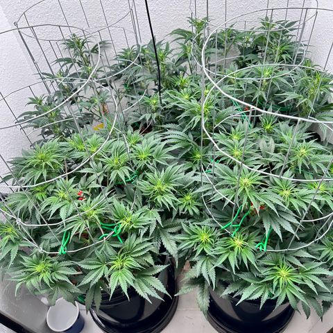 STRAWBERRY MILK & QOOKIES REMIX #3 by Night Owl Seeds growlog photo: Day 40