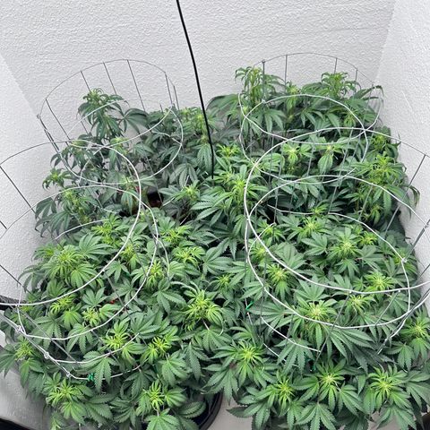 STRAWBERRY MILK & QOOKIES REMIX #3 by Night Owl Seeds growlog photo: Day 43