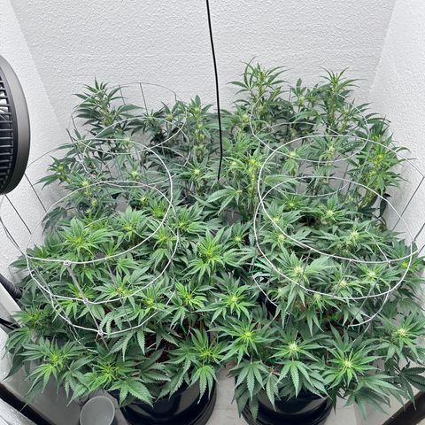 STRAWBERRY MILK & QOOKIES REMIX #3 by Night Owl Seeds growlog photo: Day 46
