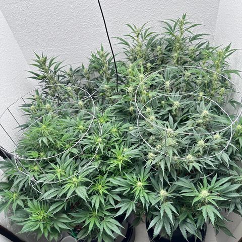 STRAWBERRY MILK & QOOKIES REMIX #3 by Night Owl Seeds growlog photo: Day 52