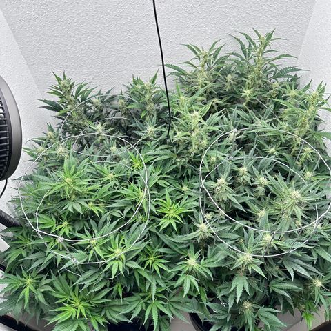 STRAWBERRY MILK & QOOKIES REMIX #3 by Night Owl Seeds growlog photo: Day 55