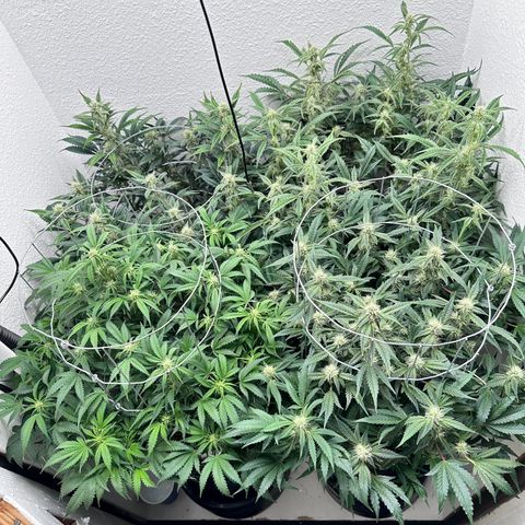 STRAWBERRY MILK & QOOKIES REMIX #3 by Night Owl Seeds growlog photo: Day 58