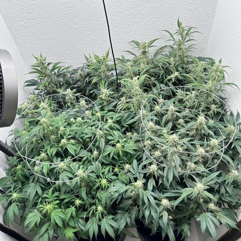 STRAWBERRY MILK & QOOKIES REMIX #3 by Night Owl Seeds growlog photo: Day 61