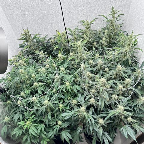 STRAWBERRY MILK & QOOKIES REMIX #3 by Night Owl Seeds growlog photo: Day 64