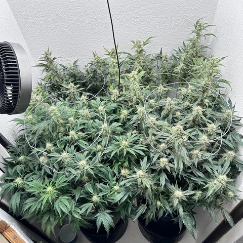STRAWBERRY MILK & QOOKIES REMIX #3 by Night Owl Seeds growlog photo: Day 67