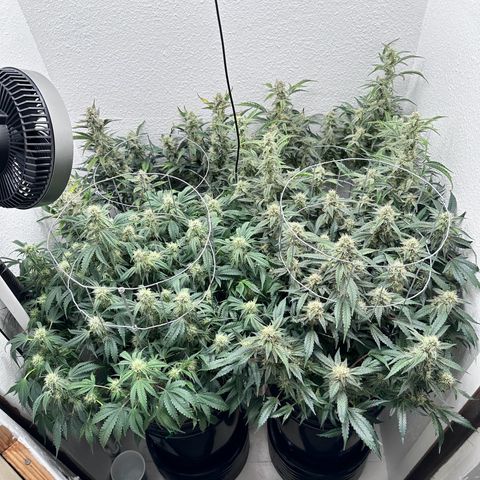 STRAWBERRY MILK & QOOKIES REMIX #3 by Night Owl Seeds growlog photo: Day 70