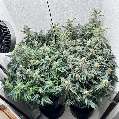 STRAWBERRY MILK & QOOKIES REMIX #3 by Night Owl Seeds growlog photo: Day 73