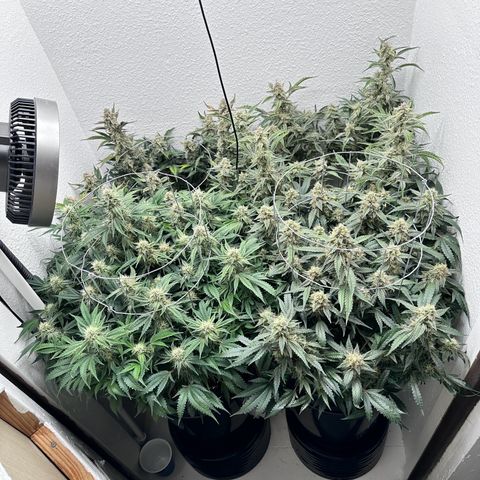 STRAWBERRY MILK & QOOKIES REMIX #3 by Night Owl Seeds growlog photo: Day 76