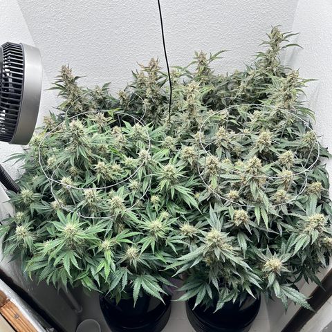 STRAWBERRY MILK & QOOKIES REMIX #3 by Night Owl Seeds growlog photo: Day 79