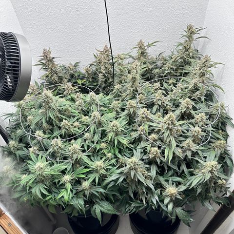 STRAWBERRY MILK & QOOKIES REMIX #3 by Night Owl Seeds growlog photo: Day 82