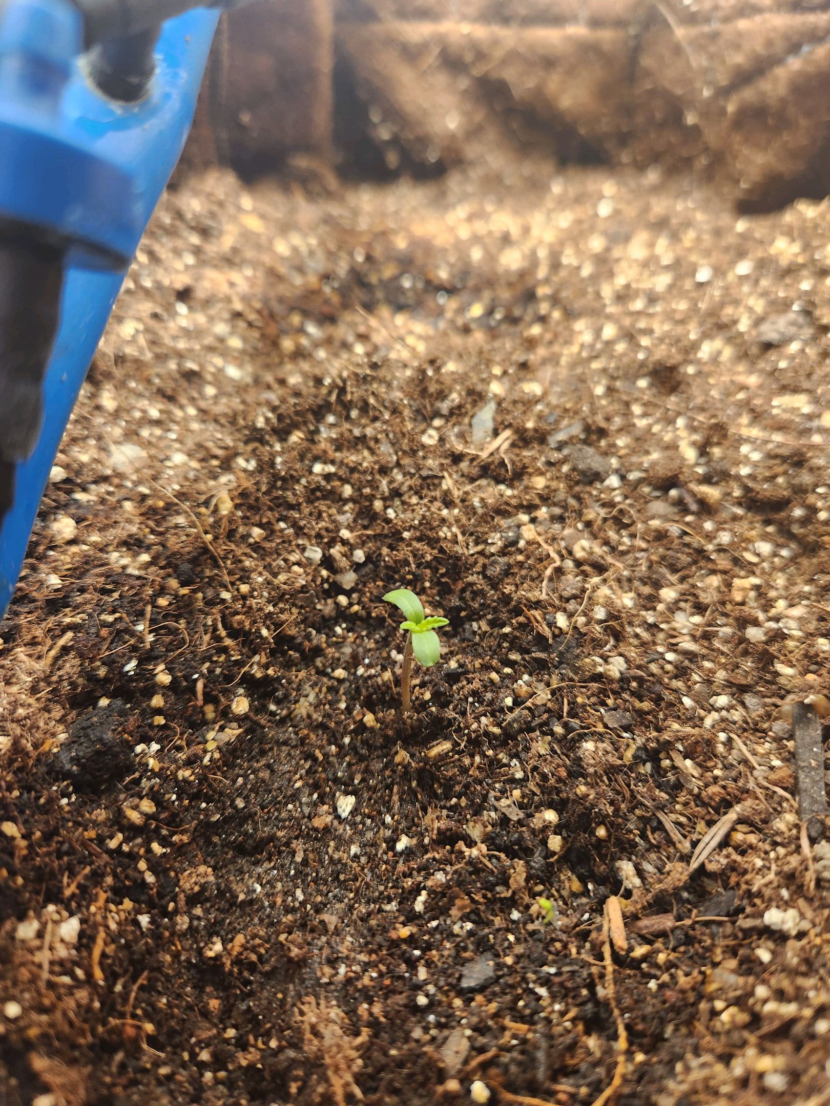 Sugar Black Rose growlog header