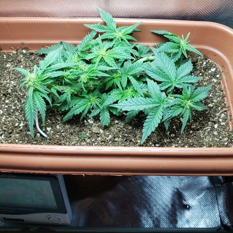 Moby-D XXL Auto growlog photo: Pós Defolhiamento