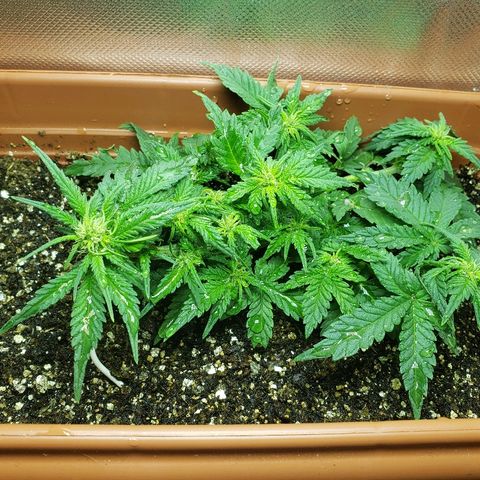 Moby-D XXL Auto growlog photo: Após a rega
