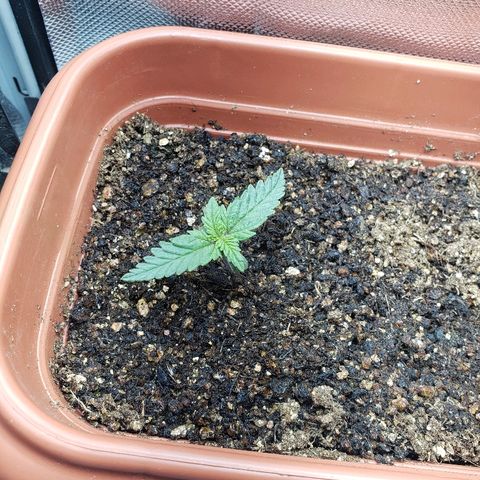 Moby-D XXL Auto growlog timeline photo
