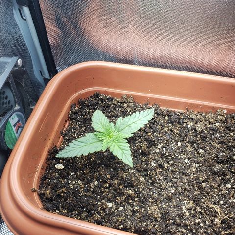 Moby-D XXL Auto growlog timeline photo