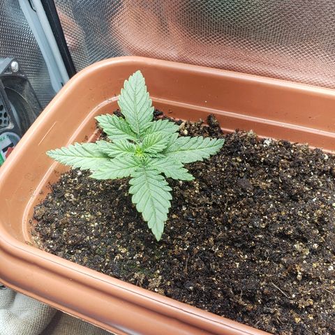 Moby-D XXL Auto growlog timeline photo