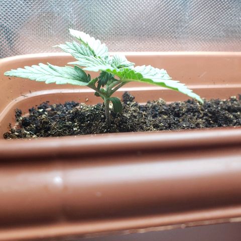 Moby-D XXL Auto growlog timeline photo