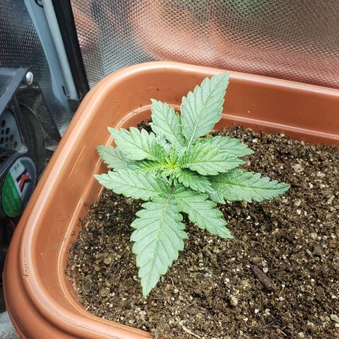 Moby-D XXL Auto growlog timeline photo
