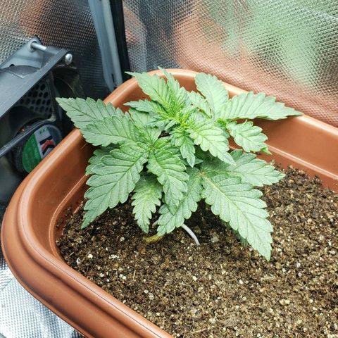Moby-D XXL Auto growlog timeline photo