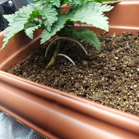 Moby-D XXL Auto growlog timeline photo