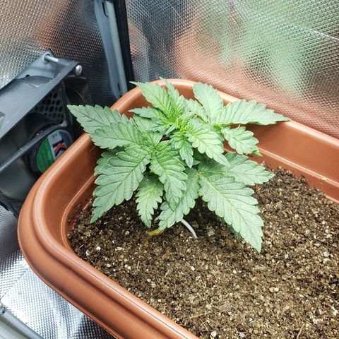 Moby-D XXL Auto growlog timeline photo