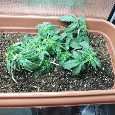 Moby-D XXL Auto growlog photo: Pré e pós LST e desfoliação