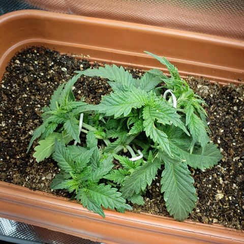 Moby-D XXL Auto growlog timeline photo